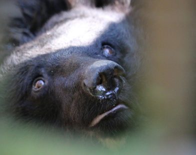 Study Reveals North Korea's Wildlife Trafficking Poses Danger to Endangered Species