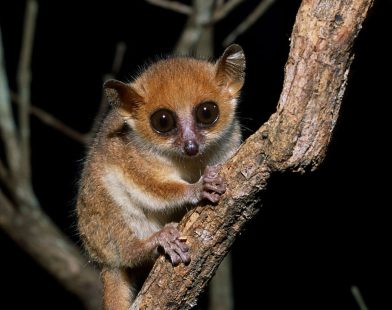 Urgent Action Needed: Researchers Warn of Rapid Decline in Endangered Primates