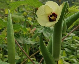Texas Breakthrough: Nature’s Powerhouses, Okra and Fenugreek, Join Forces to Cleanse Our Water from Microplastics