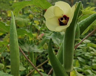 Texas Breakthrough: Nature’s Powerhouses, Okra and Fenugreek, Join Forces to Cleanse Our Water from Microplastics