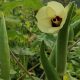 Texas Breakthrough: Nature’s Powerhouses, Okra and Fenugreek, Join Forces to Cleanse Our Water from Microplastics