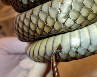 Searching for a Dangerous Snake Fungus in Norway and Sweden
