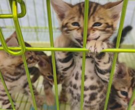 Feline Frenzy: Watch a Shopkeeper's Hilarious Battle to Contain Adorable Kittens in Epic Chaos!