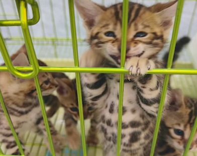 Feline Frenzy: Watch a Shopkeeper's Hilarious Battle to Contain Adorable Kittens in Epic Chaos!