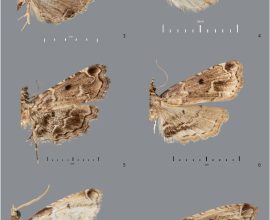 Scientists Unveil 40 New Moth Species from the Philippines Hidden in Old Collections