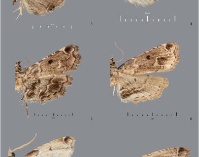 Scientists Unveil 40 New Moth Species from the Philippines Hidden in Old Collections