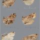 Scientists Unveil 40 New Moth Species from the Philippines Hidden in Old Collections