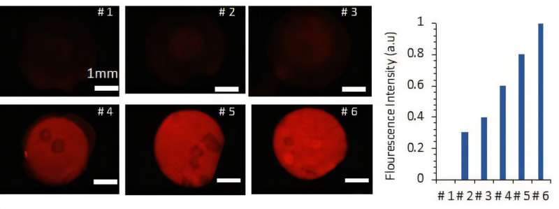 (a) Visualization of a stepwise concentration gradient: Fluorescence microscopy images show Rhodamine 6G dye distributed across microwells (#1–6) in the optimized PDMS SlipChip. (Scale bar: 1 mm). (b) Quantitative confirmation: A bar graph shows the measured fluorescence intensity in each corresponding microwell, verifying the controlled generation of the gradient. Credit: Toyohashi University of Technology Low-viscosity oil boosts PDMS SlipChip: Enabling safer cell studies and gradient generation