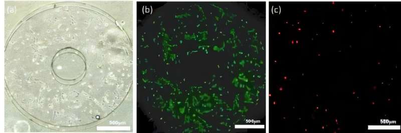 (a) Micrograph showing osteosarcoma cells cultured within the PDMS SlipChip using 50 cSt low-viscosity silicone oil. (b) Fluorescence micrograph of the same field of view, where live cells are stained green with Calcein AM. (c) Fluorescence micrograph of the same field of view, where dead cells are stained red with Ethidium homodimer-1. The prevalence of green-stained cells indicates high cell viability in the optimized SlipChip. Scale bars: 500 µm. Credit: Toyohashi University of Technology Low-viscosity oil boosts PDMS SlipChip: Enabling safer cell studies and gradient generation