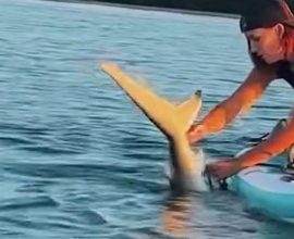 Heart-Stopping Moment: Brave Woman Saves Stranded Shark with Her Bare Hands as Friend Captures the Thrill on Camera