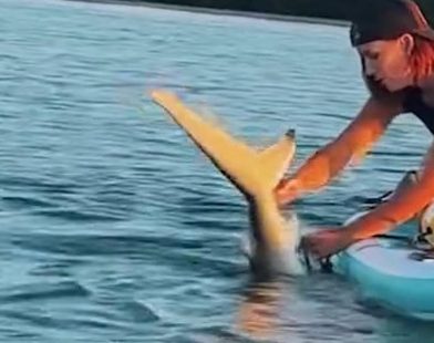 Heart-Stopping Moment: Brave Woman Saves Stranded Shark with Her Bare Hands as Friend Captures the Thrill on Camera