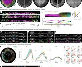 New Research Tool Revolutionizes the Study of Embryo Development