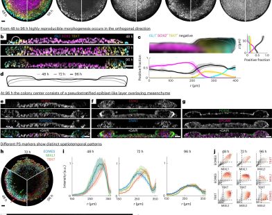 New Research Tool Revolutionizes the Study of Embryo Development