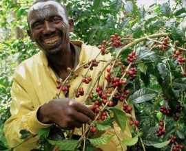 Ethiopia's Green Revolution: How a Sustainable Forestry Revival is Brewing Prosperity through Coffee