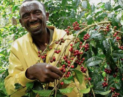 Ethiopia's Green Revolution: How a Sustainable Forestry Revival is Brewing Prosperity through Coffee