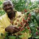 Ethiopia's Green Revolution: How a Sustainable Forestry Revival is Brewing Prosperity through Coffee