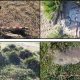 Uncovered Treasures: Ancient Graveyards and Stunning Rock Art Found in Morocco's Tangier Peninsula