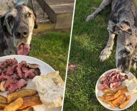 Heartwarming Farewell: Texas Roadhouse Goes Above and Beyond to Honor Dog's Final Meal, Touching Owner Deeply