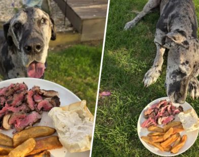 Heartwarming Farewell: Texas Roadhouse Goes Above and Beyond to Honor Dog's Final Meal, Touching Owner Deeply