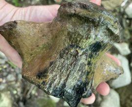 Unearthed Behemoth: Mississippi Geologists Reveal Fossilized Remains of a 30-Foot Mosasaur, Echoing an Ancient Sea’s Secrets!