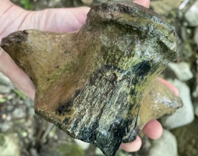 Unearthed Behemoth: Mississippi Geologists Reveal Fossilized Remains of a 30-Foot Mosasaur, Echoing an Ancient Sea’s Secrets!