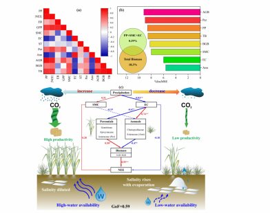 New Study Uncovers How Different Plants Affect Soil Carbon Levels
