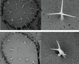 How Similar Plant Proteins Shape Cells and Influence Growth in Unique Ways