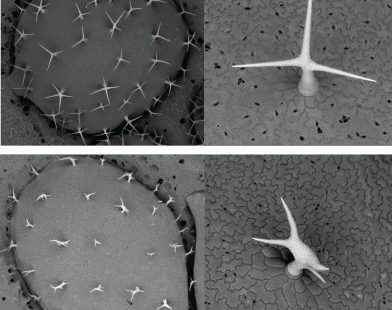How Similar Plant Proteins Shape Cells and Influence Growth in Unique Ways