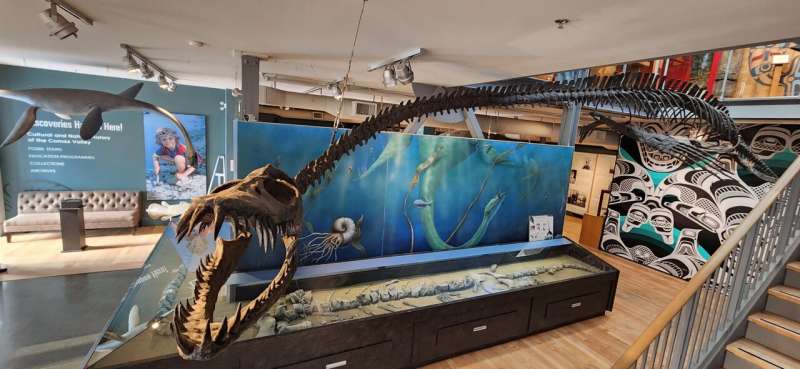 Museum display of Traskasaura. Credit: The Courtenay and District Museum and Paleontology Center Mystery of "very odd" elasmosaur finally solved: one of North America's most famous fossils identified as new species