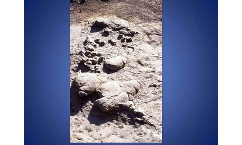 Mystery of "very odd" elasmosaur finally solved: one of North America's most famous fossils identified as new species