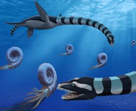 Legendary North American Fossil Revealed as a New Species!
