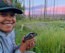 Homecoming Triumph: Native Turtles Reclaim Their Place in Yosemite as Invasive Bullfrogs Retreat