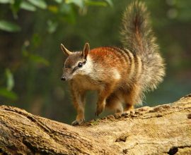 New Study Reveals Half of Australia's Endangered Species’ Habitat Is at Risk