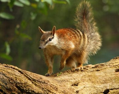New Study Reveals Half of Australia's Endangered Species’ Habitat Is at Risk