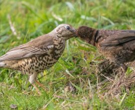Heartwarming Wildlife Friendship: Photographer Captures Mistle Thrush Nurturing Orphaned Blackbird Like Her Own