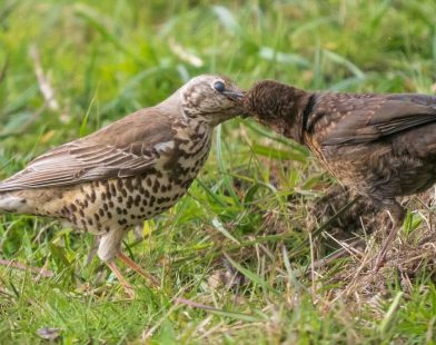 Heartwarming Wildlife Friendship: Photographer Captures Mistle Thrush Nurturing Orphaned Blackbird Like Her Own