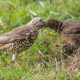 Heartwarming Wildlife Friendship: Photographer Captures Mistle Thrush Nurturing Orphaned Blackbird Like Her Own