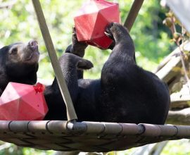 Miracle in the Wild: Terminal Cancer Bear Defies Odds and Enters Remission Thanks to Honey Meds—An Unforgettable Journey of Hope