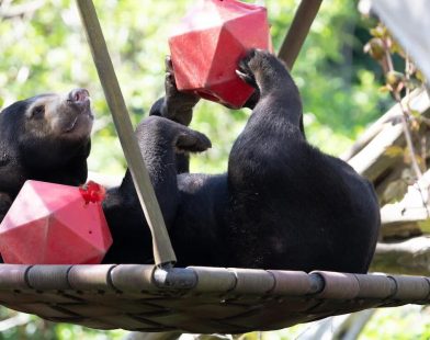 Miracle in the Wild: Terminal Cancer Bear Defies Odds and Enters Remission Thanks to Honey Meds—An Unforgettable Journey of Hope