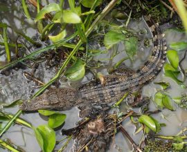 Hope Takes Flight: Communities Unite to Rescue 10 Endangered Siamese Crocodiles, Reviving Life in Laos Wetlands