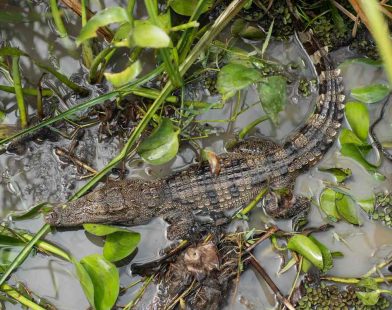 Hope Takes Flight: Communities Unite to Rescue 10 Endangered Siamese Crocodiles, Reviving Life in Laos Wetlands