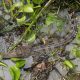 Hope Takes Flight: Communities Unite to Rescue 10 Endangered Siamese Crocodiles, Reviving Life in Laos Wetlands