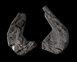New Discoveries Push Back the Timeline for Our Land-Animal Ancestors