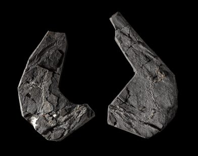 New Discoveries Push Back the Timeline for Our Land-Animal Ancestors