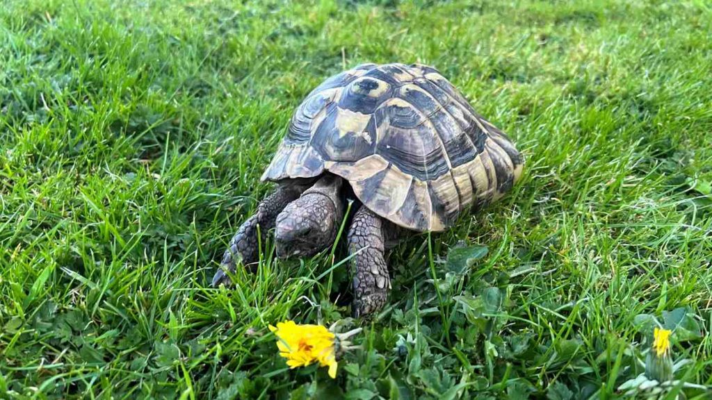 Against All Odds: Brave Tortoise Makes Incredible Journey Home After Winter Hibernation—Just a Mile Away!
