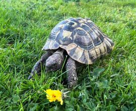 Against All Odds: Brave Tortoise Makes Incredible Journey Home After Winter Hibernation—Just a Mile Away!