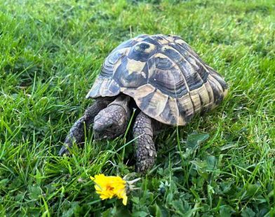 Against All Odds: Brave Tortoise Makes Incredible Journey Home After Winter Hibernation—Just a Mile Away!