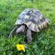 Against All Odds Brave Tortoise Makes Incredible Journey Home After 80x80