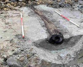 Ancient Innovation Unearthed: 1,800-Year-Old Roman Water Pipe Crafted from Hollow Tree Trunks Discovered Beneath Belgium's Streets