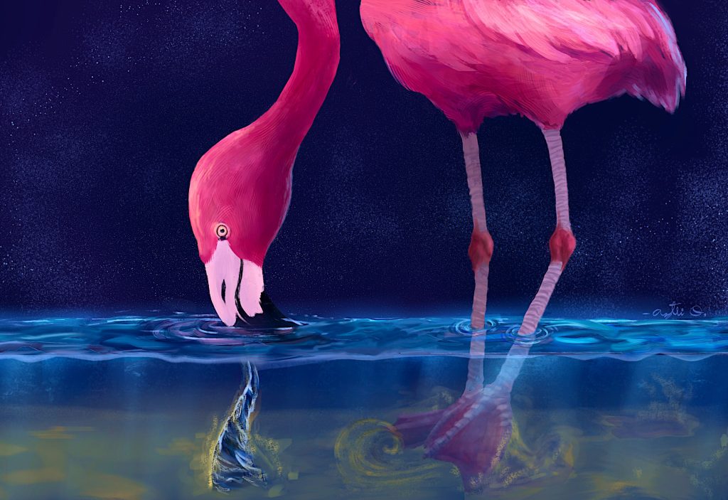 Flamingos Spin Up Water Tornadoes to Catch Their Dinner!